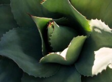 <a href="https://landscapearchitecturebuilt.com/staging/old-winery-road">Old Winery Road Residence</a>, <br>Sonoma, CA, USA