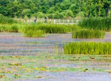 <a href="https://landscapearchitecturebuilt.com/staging/harbin-cultural-center-wetland-park">The Harbin Cultural Center Wetland Park</a>, <br>Harbin, Heilongjiang Province, China