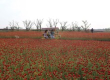 <a href="https://landscapearchitecturebuilt.com/staging/suqian-santaishan-flower-quilt">Suqian Santaishan Flower Quilt</a>, <br>Suqian, Jiangsu Province, China