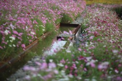 <a href="https://landscapearchitecturebuilt.com/staging/suqian-santaishan-flower-quilt">Suqian Santaishan Flower Quilt</a>, <br>Suqian, Jiangsu Province, China