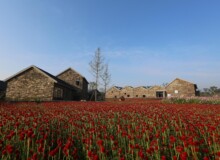 <a href="https://landscapearchitecturebuilt.com/staging/suqian-santaishan-flower-quilt">Suqian Santaishan Flower Quilt</a>, <br>Suqian, Jiangsu Province, China