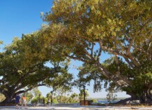 <a href="https://landscapearchitecturebuilt.com/staging/sunset-heritage-precinct">Sunset Heritage Precinct</a>, <br>Perth, Australia