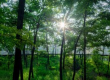 <a href="https://landscapearchitecturebuilt.com/staging/aranya-park">Aranya Park</a>, <br>Beidaihe, China