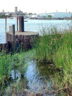 <a href="https://landscapearchitecturebuilt.com/staging/erie-street-plaza">Erie Street Plaza</a>, <br>Milwaukee, WI, USA