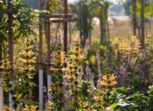 <a href="https://landscapearchitecturebuilt.com/staging/maropeng-stone-garden">Maropeng Stone Garden</a>, <br>Cradle of Humankind, Gauteng, South Africa