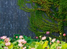 <a href="https://landscapearchitecturebuilt.com/staging/the-mei-garden">The Mei Garden</a>, <br>Jinhua, Zhejiang Province, China