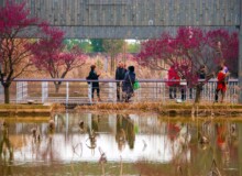 <a href="https://landscapearchitecturebuilt.com/staging/the-mei-garden">The Mei Garden</a>, <br>Jinhua, Zhejiang Province, China