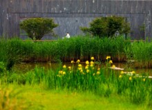 <a href="https://landscapearchitecturebuilt.com/staging/the-mei-garden">The Mei Garden</a>, <br>Jinhua, Zhejiang Province, China