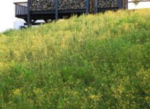 <a href="https://landscapearchitecturebuilt.com/staging/qunli-stormwater-park">Qunli Stormwater Park</a>, <br>Harbin, Heilongjiang Province, China
