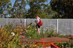 <a href="https://landscapearchitecturebuilt.com/staging/burnley-living-roofs">Burnley Living Roofs</a>, <br>Melbourne, Australia