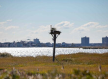 <a href="https://landscapearchitecturebuilt.com/staging/west-pond-living-shoreline">West Pond Living Shoreline</a>, <br>Queens, NY, USA An image of landscape architecture project West Pond Living Shoreline, by design firm Dirtworks Landscape Architecture P.C, in Queens, NY, USA. Showing a nest post among grass planting