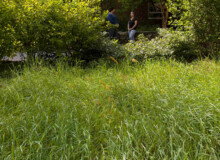 <a href="https://landscapearchitecturebuilt.com/staging/keene-state-college">Keene State College: Natural Science Center Courtyard</a>, <br>Keene, NH, USA An image of a landscape architecture project at Keene State College, showing a mass planting of grass / meadow