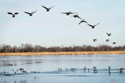 <a href="https://landscapearchitecturebuilt.com/staging/west-pond-living-shoreline">West Pond Living Shoreline</a>, <br>Queens, NY, USA An image of landscape architecture project West Pond Living Shoreline, by design firm Dirtworks Landscape Architecture P.C, in Queens, NY, USA. Showing geese and other birds using the pond