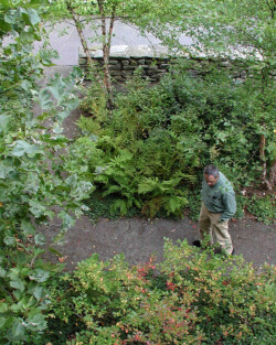 <a href="https://landscapearchitecturebuilt.com/staging/keene-state-college">Keene State College: Natural Science Center Courtyard</a>, <br>Keene, NH, USA An image of a landscape architecture project at Keene State College, showing an informal pathway with forest type planting either side
