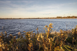 <a href="https://landscapearchitecturebuilt.com/staging/west-pond-living-shoreline">West Pond Living Shoreline</a>, <br>Queens, NY, USA An image of landscape architecture project West Pond Living Shoreline, by design firm Dirtworks Landscape Architecture P.C, in Queens, NY, USA. Showing the planting lit up by golden light adjacent the pond