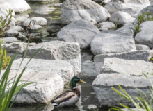 <a href="https://landscapearchitecturebuilt.com/staging/jordal-sports-park ">Jordal Sports Park</a>, <br>Oslo, Norway A photo of landscape architecture project Jordal Sports Park in Oslo, by design firm Henning Larsen
