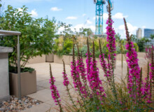<a href="https://landscapearchitecturebuilt.com/staging/bank-roof-garden">Bank Roof Garden</a>, <br>London, UK An image of landscape architecture project Bank Roof Garden, by design firm Mylandscapes, in London, UK. Showing a roof garden of bespoke planters