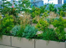 <a href="https://landscapearchitecturebuilt.com/staging/bank-roof-garden">Bank Roof Garden</a>, <br>London, UK An image of landscape architecture project Bank Roof Garden, by design firm Mylandscapes, in London, UK. Showing a roof garden of bespoke planters