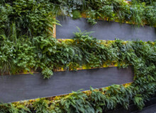 <a href="https://landscapearchitecturebuilt.com/staging/belgravia-green-wall">Belgravia Green Wall: A Biodiverse Tapestry</a>, <br>London, UK An image of landscape architecture project Belgravia Green Wall: A Biodiverse Tapestry, by design firm Mylandscapes, in London, UK. Showing a green wall