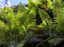 <a href="https://landscapearchitecturebuilt.com/staging/belgravia-green-wall">Belgravia Green Wall: A Biodiverse Tapestry</a>, <br>London, UK