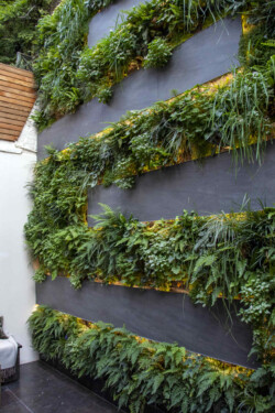 <a href="https://landscapearchitecturebuilt.com/staging/belgravia-green-wall">Belgravia Green Wall: A Biodiverse Tapestry</a>, <br>London, UK