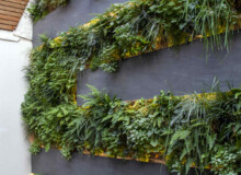 <a href="https://landscapearchitecturebuilt.com/staging/belgravia-green-wall">Belgravia Green Wall: A Biodiverse Tapestry</a>, <br>London, UK