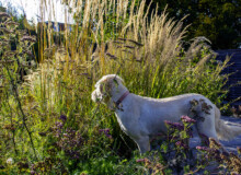 <a href="https://landscapearchitecturebuilt.com/staging/whetstone-biodiverse-garden">Whetstone Biodiverse Garden</a>, <br>London, UK