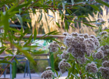 <a href="https://landscapearchitecturebuilt.com/staging/whetstone-biodiverse-garden">Whetstone Biodiverse Garden</a>, <br>London, UK