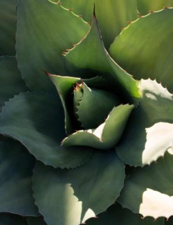 <a href="https://landscapearchitecturebuilt.com/old-winery-road">Old Winery Road Residence</a>, <br>Sonoma, CA, USA