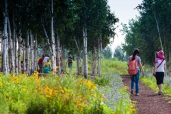 <a href="https://landscapearchitecturebuilt.com/harbin-cultural-center-wetland-park">The Harbin Cultural Center Wetland Park</a>, <br>Harbin, Heilongjiang Province, China