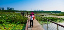 <a href="https://landscapearchitecturebuilt.com/harbin-cultural-center-wetland-park">The Harbin Cultural Center Wetland Park</a>, <br>Harbin, Heilongjiang Province, China