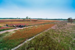 <a href="https://landscapearchitecturebuilt.com/suqian-santaishan-flower-quilt">Suqian Santaishan Flower Quilt</a>, <br>Suqian, Jiangsu Province, China