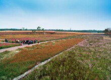 <a href="https://landscapearchitecturebuilt.com/suqian-santaishan-flower-quilt">Suqian Santaishan Flower Quilt</a>, <br>Suqian, Jiangsu Province, China