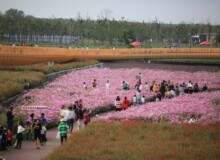 <a href="https://landscapearchitecturebuilt.com/suqian-santaishan-flower-quilt">Suqian Santaishan Flower Quilt</a>, <br>Suqian, Jiangsu Province, China