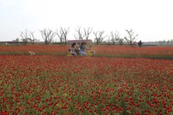 <a href="https://landscapearchitecturebuilt.com/suqian-santaishan-flower-quilt">Suqian Santaishan Flower Quilt</a>, <br>Suqian, Jiangsu Province, China
