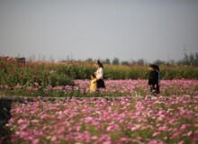 <a href="https://landscapearchitecturebuilt.com/suqian-santaishan-flower-quilt">Suqian Santaishan Flower Quilt</a>, <br>Suqian, Jiangsu Province, China