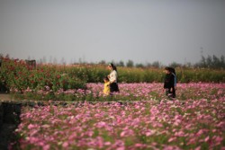 <a href="https://landscapearchitecturebuilt.com/suqian-santaishan-flower-quilt">Suqian Santaishan Flower Quilt</a>, <br>Suqian, Jiangsu Province, China