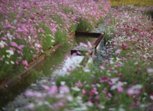 <a href="https://landscapearchitecturebuilt.com/suqian-santaishan-flower-quilt">Suqian Santaishan Flower Quilt</a>, <br>Suqian, Jiangsu Province, China