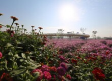 <a href="https://landscapearchitecturebuilt.com/suqian-santaishan-flower-quilt">Suqian Santaishan Flower Quilt</a>, <br>Suqian, Jiangsu Province, China