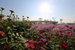 <a href="https://landscapearchitecturebuilt.com/suqian-santaishan-flower-quilt">Suqian Santaishan Flower Quilt</a>, <br>Suqian, Jiangsu Province, China