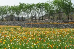 <a href="https://landscapearchitecturebuilt.com/suqian-santaishan-flower-quilt">Suqian Santaishan Flower Quilt</a>, <br>Suqian, Jiangsu Province, China