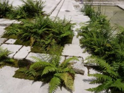 <a href="https://landscapearchitecturebuilt.com/europaallee-21">Europaallee 21</a>, <br>Zurich, Switzerland