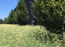 <a href="https://landscapearchitecturebuilt.com/silver-oak-alexander-valley">Silver Oak Alexander Valley</a>, <br>Healdsburg, CA, USA