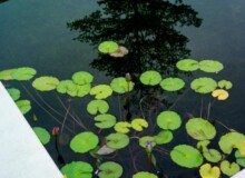 <a href="https://landscapearchitecturebuilt.com/vanke-research-center">Vanke Research Center</a>, <br>Dongguan, China