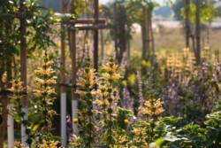 <a href="https://landscapearchitecturebuilt.com/maropeng-stone-garden">Maropeng Stone Garden</a>, <br>Cradle of Humankind, Gauteng, South Africa