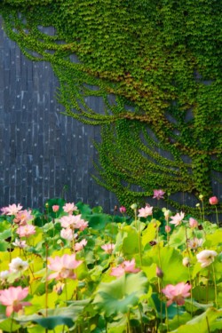 <a href="https://landscapearchitecturebuilt.com/the-mei-garden">The Mei Garden</a>, <br>Jinhua, Zhejiang Province, China