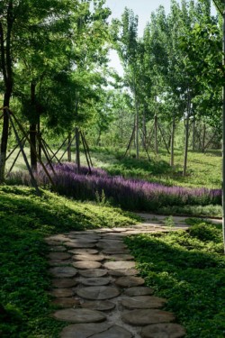 <a href="https://landscapearchitecturebuilt.com/central-green-forest-park">Central Green Forest Park </a>, <br>Beijing, China