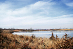 <a href="https://landscapearchitecturebuilt.com/west-pond-living-shoreline">West Pond Living Shoreline</a>, <br>Queens, NY, USA An image of landscape architecture project West Pond Living Shoreline, by design firm Dirtworks Landscape Architecture P.C, in Queens, NY, USA. Showing mixed planting in winter adjacent pond