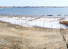 <a href="https://landscapearchitecturebuilt.com/west-pond-living-shoreline">West Pond Living Shoreline</a>, <br>Queens, NY, USA An image of landscape architecture project West Pond Living Shoreline, by design firm Dirtworks Landscape Architecture P.C, in Queens, NY, USA. Showing construction of planting area