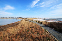 <a href="https://landscapearchitecturebuilt.com/west-pond-living-shoreline">West Pond Living Shoreline</a>, <br>Queens, NY, USA An image of landscape architecture project West Pond Living Shoreline, by design firm Dirtworks Landscape Architecture P.C, in Queens, NY, USA. Showing a gravel pathway between planting